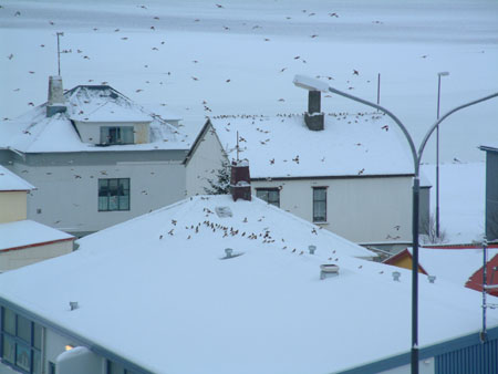 skida_og_snjomyndir 025